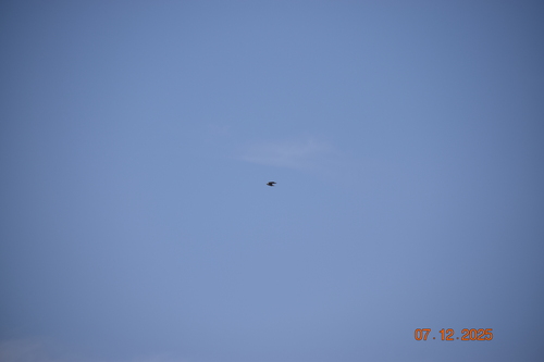 Peruvian Martin (Progne murphyi), photo 2