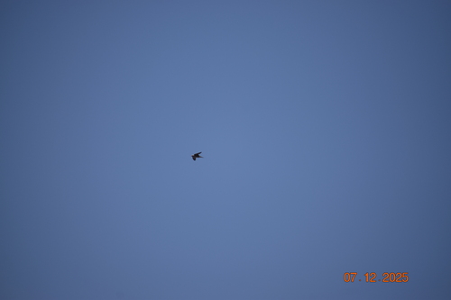 Peruvian Martin (Progne murphyi), photo 7
