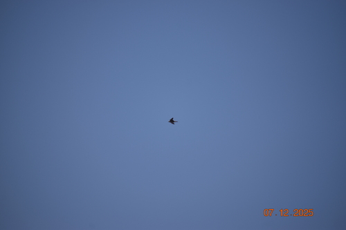 Peruvian Martin (Progne murphyi), photo 8