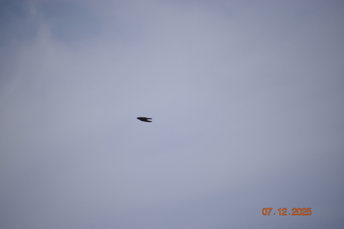 Peruvian Martin (Progne murphyi), photo 9