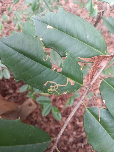 Unknown species found near Congaree National Park, Richland County, US-SC, US