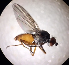 Heteromyza commixta