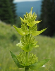 Gentiana lutea symphyandra