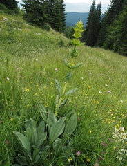 Gentiana lutea symphyandra