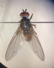 Heteromyza commixta