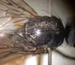 Heteromyza commixta