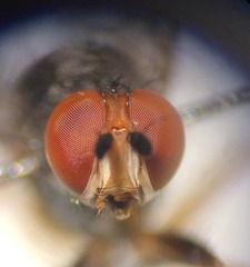 Heteromyza commixta