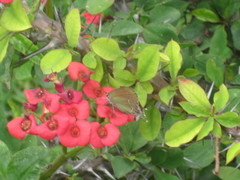 Callophrys xami xami