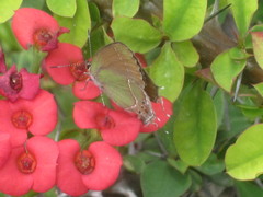 Callophrys xami xami