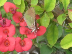 Callophrys xami xami