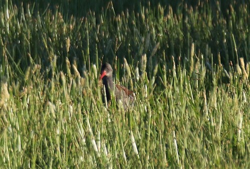 iNaturalist: (c) John Horton, some rights reserved (CC BY-NC), uploaded by John Horton iNaturalist image