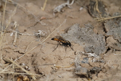 Ammophila placida