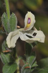 Henrya tuberculosperma