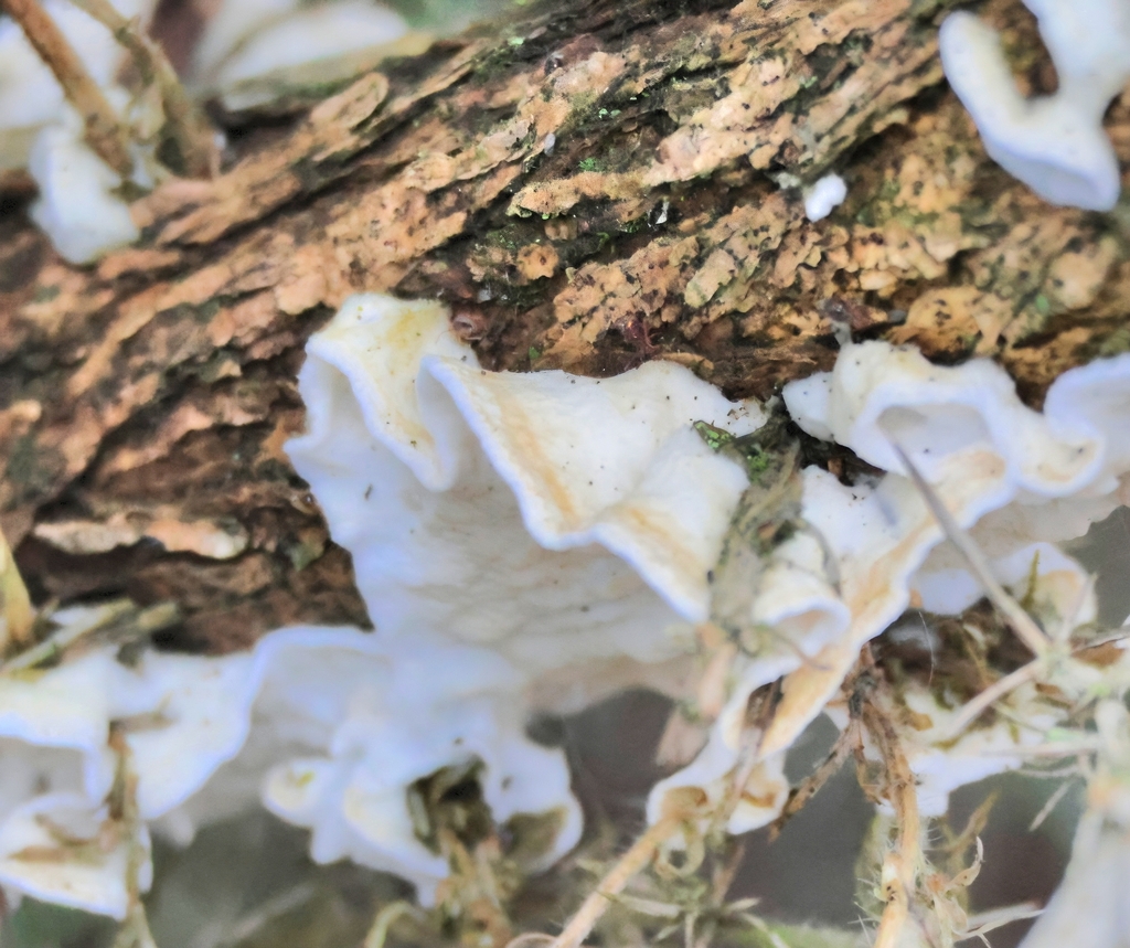Byssomerulius corium · December 2025 · photo: © ikelman (iNaturalist, cc0)