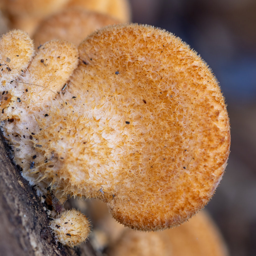 Phyllotopsis nidulans