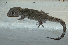 Chondrodactylus