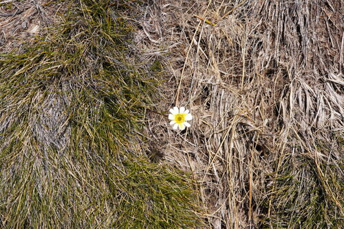 Ranunculus verticillatus, photograph 3
