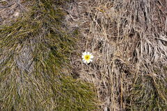 Patrick Lam, CC BY, iNaturalist via GBIF Ranunculus verticillatus, photograph Patrick Lam, CC BY, iNaturalist via GBIF