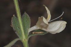 Henrya tuberculosperma