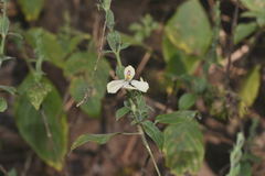 Henrya tuberculosperma