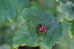 Elasmucha ferrugata