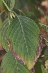 Henrya tuberculosperma