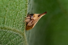 Enchenopa brasiliensis