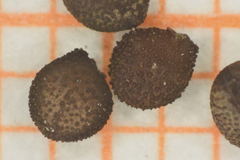 Henrya tuberculosperma