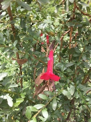 Cantua buxifolia