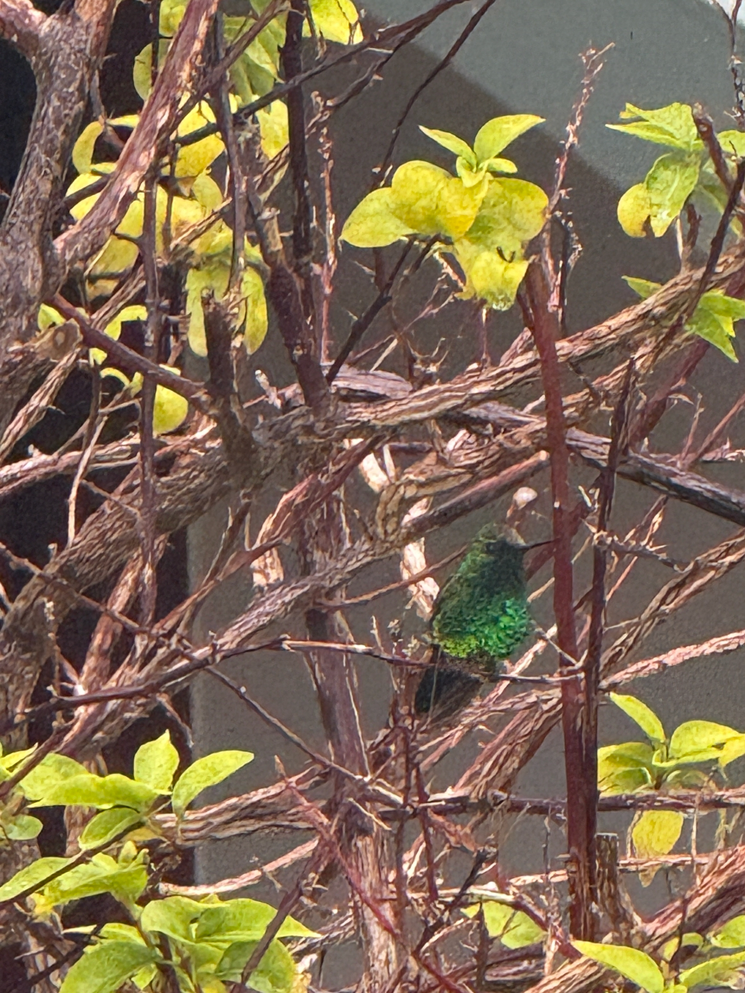 Blue-tailed Emerald illustration
