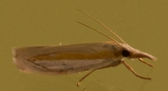 Crambus praefectellus