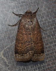 Abagrotis anchocelioides