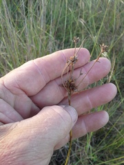 Rhynchospora microcarpa
