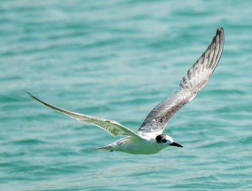 iNaturalist image