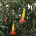 Red Angel's Trumpet - Photo (c) Marcus Athaydes, some rights reserved (CC BY-NC), uploaded by Marcus Athaydes