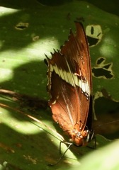 Siproeta epaphus epaphus