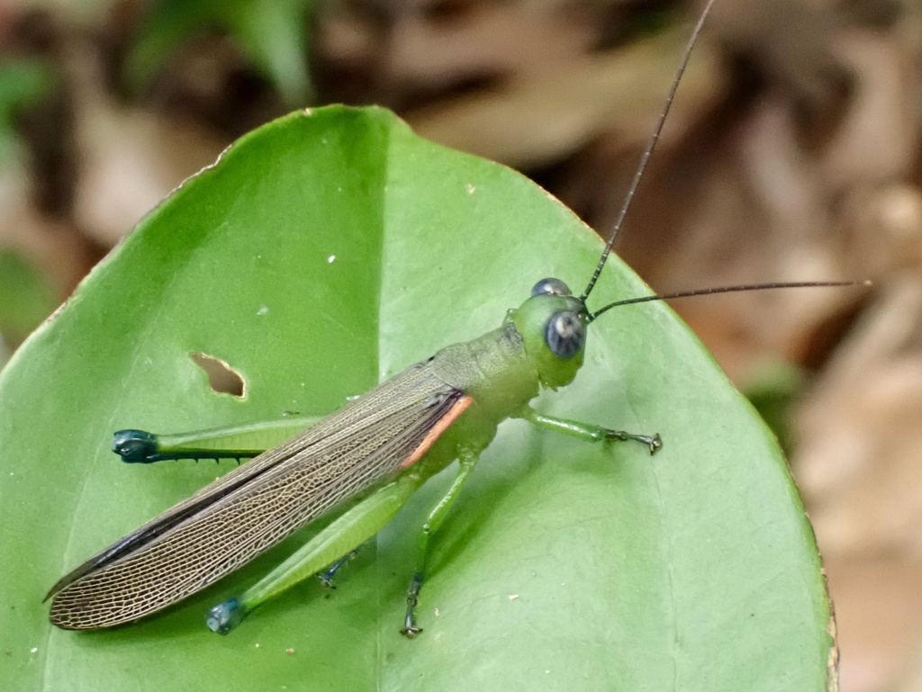 Chariacris dulcis