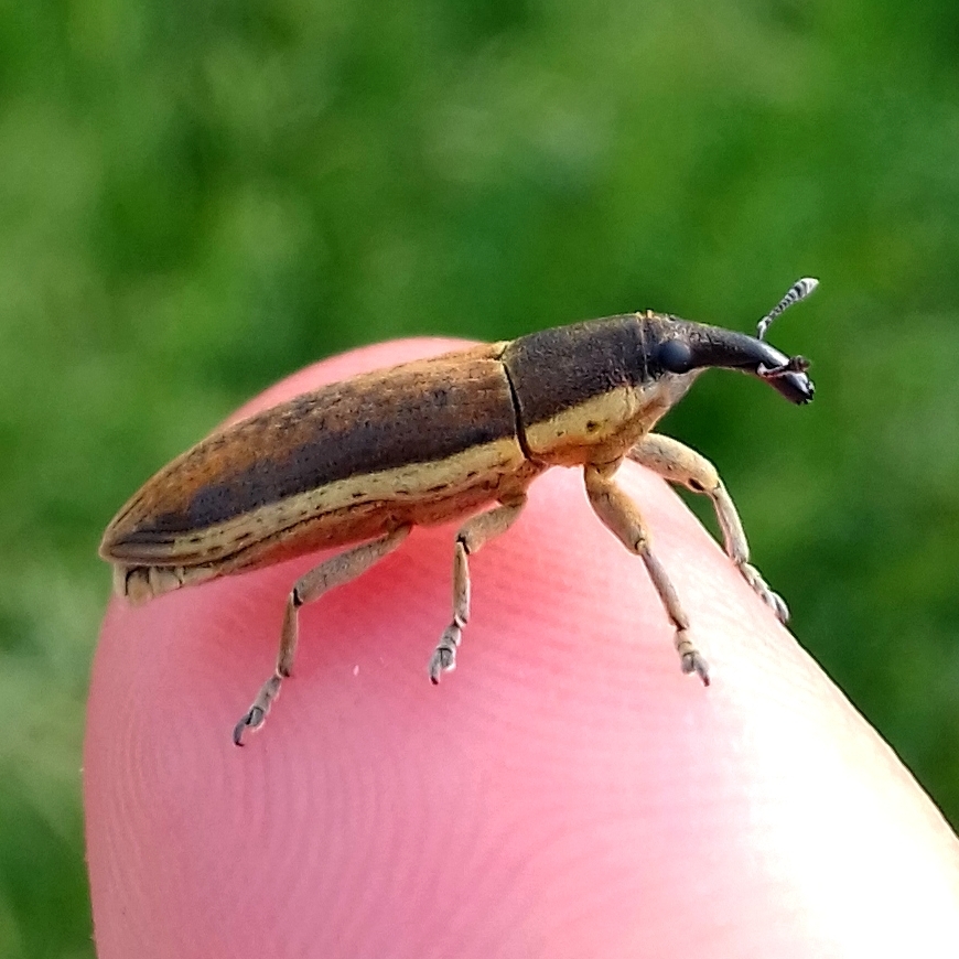 Lixus juncii