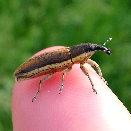 Lixus juncii