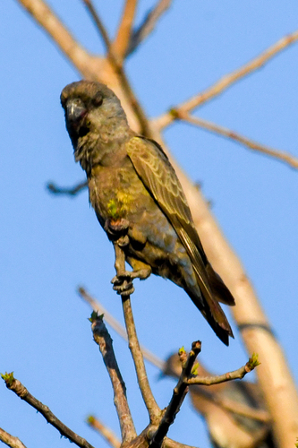iNaturalist image