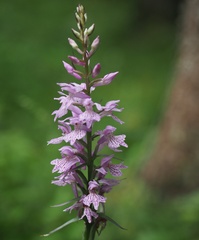 Dactylorhiza saccifera