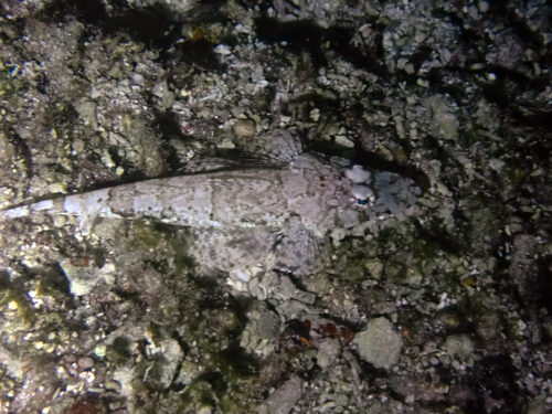 Thysanophrys chiltonae observed 2023-11-03