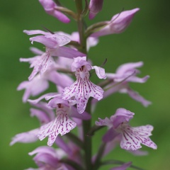 Dactylorhiza saccifera