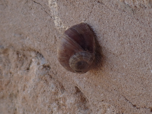 Brown-mouthed Helix