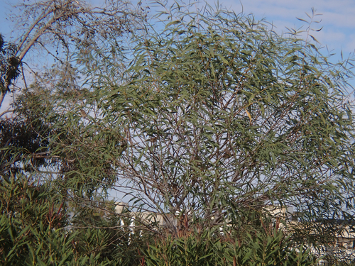 oleander