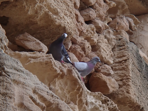Feral Pigeon