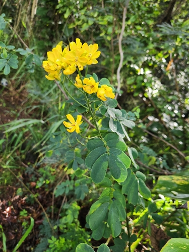 Senna pendula, 2025-12-23