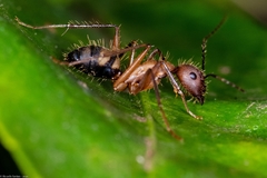 Camponotus cingulatus