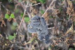 Thaumetopoea herculeana