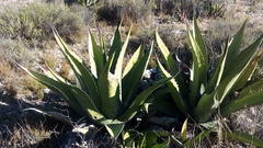 Agave gentryi